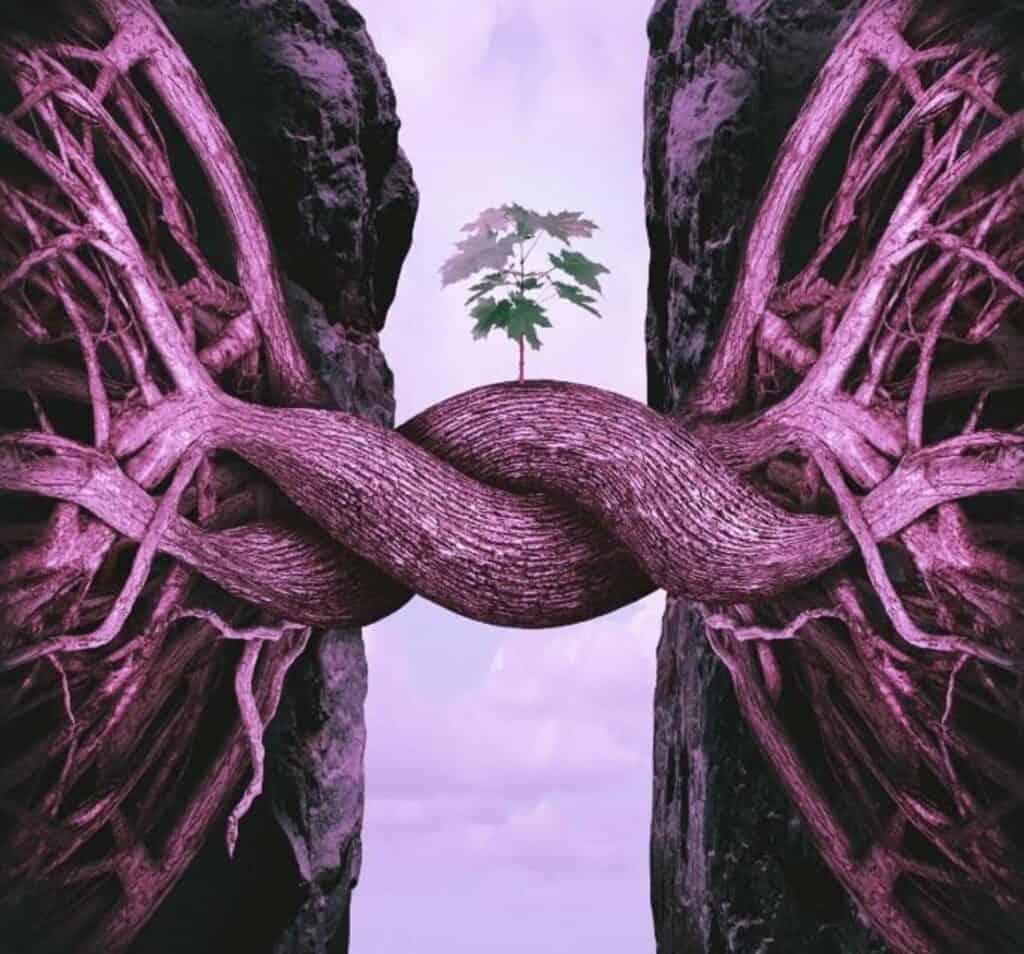 La lezione degli alberi sul lavoro in team